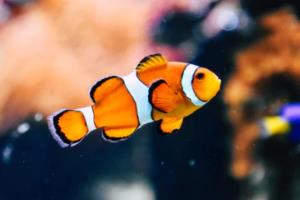 足球比分预测,从波胆到其他比分的深入解析足球波胆多少算其他比分